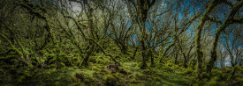 European Master Photography - Mossy forest Panorama