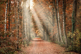 European Master Photography - Autumn Sun