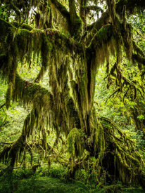 European Master Photography - Mossy Tree