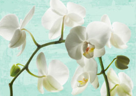 Jenny Thomlinson - Celadon Orchids
