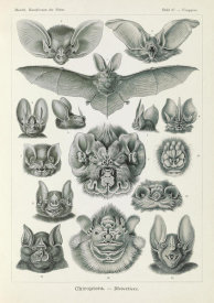 Ernst Haeckel - Bats (Chiroptera - Fledertiere)