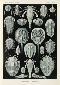 Ernst Haeckel - Horseshoe Crabs (Aspidonia - Schildtiere)