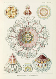 Ernst Haeckel - Jellyfish in the Phyllum Cnidaria (Peromedusae - Talchenquallen)
