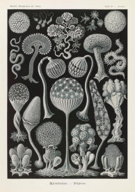 Ernst Haeckel - Slime Molds (Mycetozoa - Pilztiere)