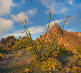 Tim Fitzharris - Ocotillo and Brittlebush flowers, Kofa National Wildlife Refuge, Arizona