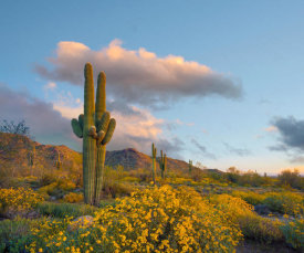 Tim Fitzharris - Saguaro cacti and Brittlebush flowers in spring, White Tank Mountains, Arizona