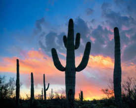 Tim Fitzharris - Saguaro cacti at sunset, Joshua Tree National Park, California