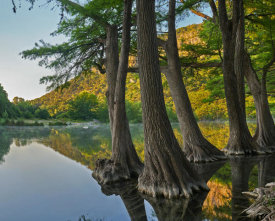 Tim Fitzharris - Bald Cypress trees in river, Frio River, Old Baldy Mountain, Garner State Park, Texas