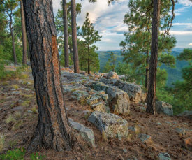 Tim Fitzharris - Ponderosa Pine trees, Mogollon Rim, Mazatzal Wilderness, Coconino National Forest, Arizona