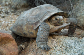 Tim Fitzharris - Desert Tortoise, Arizona