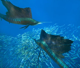 Tim Fitzharris - Atlantic Sailfish pair hunting Round Sardinella school, Isla Mujeres, Mexico
