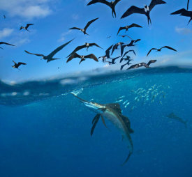 Tim Fitzharris - Atlantic Sailfish and Magnificent Frigatebirds hunting Round Sardinella, Isla Mujeres, Mexico