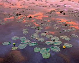 Tim Fitzharris - Yellow Pond Lily pads in pond at sunset, Weminuche Wilderness, Colorado