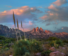 Tim Fitzharris - Agave plants, Organ Mountains, Aguirre Spring Recreation Area, New Mexico