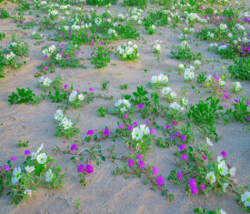 Tim Fitzharris - Sand Verbena and Desert Lily flowering, Anza-Borrego Desert State Park, California