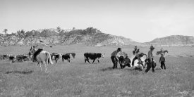 Arthur Rothstein - Branding Calves in Montana, 1939