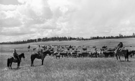 Arthur Rothstein - Roundup at Custer National Forest, Montana, 1939
