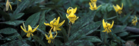 Ryan Hagerty - Trout lily (Erythronium americanum)