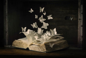 Heather Bonadio - Lepidopterology