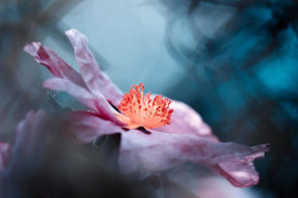 Fabien BRAVIN - Even flowers have stories to tell