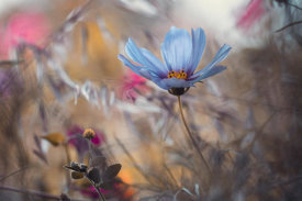 Fabien BRAVIN - Things that flowers tell