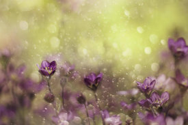 Delphine Devos - Purple Dream