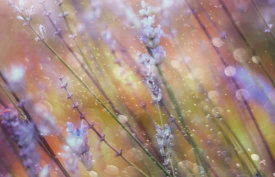 Delphine Devos - Something Magical