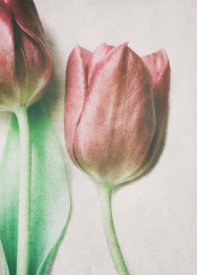 Delphine Devos - The Spring Lovers