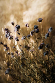 Delphine Devos - To Be Free in Light