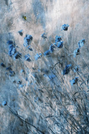 Delphine Devos - Blue Flowers