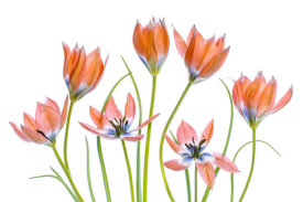 Mandy Disher - Apricot Tulips