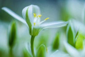 Ulrike Eisenmann - Emerging