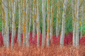 Jure Kravanja - Birch forest