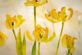 Nel Talen - Flowering tulips