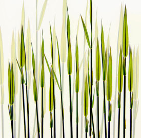 Nel Talen - A new beginning