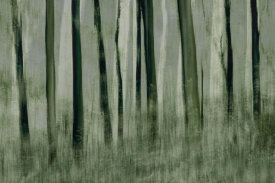 Nel Talen - Trees in motion