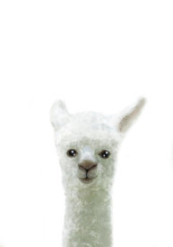 Uppsala Studio - Llama