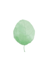 Uppsala Studio - Single Leaf