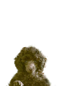 Uppsala Studio - The Dog