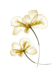 Uppsala Studio - Pressed Flowers