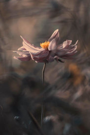 Fabien BRAVIN - Japanese style