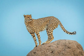 Jeffrey C. Sink - Cheetah in the blue hour