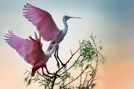 Phillip Chang - Two Roseate Spoonbills