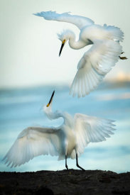 Ali Khataw - Snowy Egret Tango