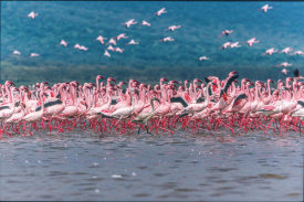 Jeffrey C. Sink - Lake Nakuru Flamingos
