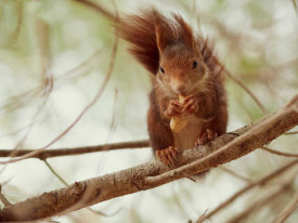 Wilfried Zeise - Spanish Squirrel