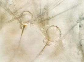 Nel Talen - Watercolors