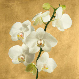 Andrea Antinori - Orchids on a Golden Background II