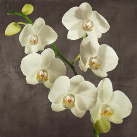 Andrea Antinori - Orchids on Grey Background I