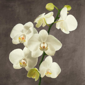 Andrea Antinori - Orchids on Grey Background II